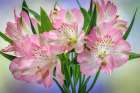 USA, Washington State, Seabeck. Bouquet of alstroemeria flowers. Art Print